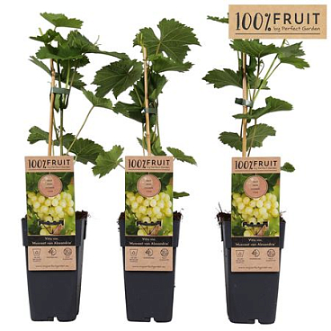 Vitis Vin Muscat Of Alexandria (grafted)