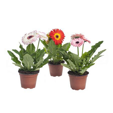 Гербера Твистер микс