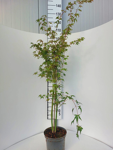 Клен веерный Катсура