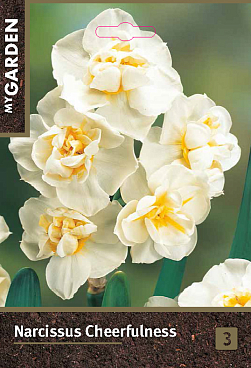 Нарцисс тацетный Чирфулнесс