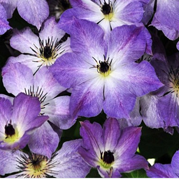 Клематис гибридный Клаудбарст