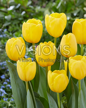 Тюльпан дарвинов гибрид Нови Сан