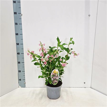 Weigela Rosea