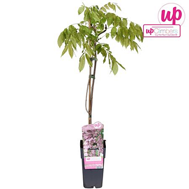 Wisteria Floribunda Rosea
