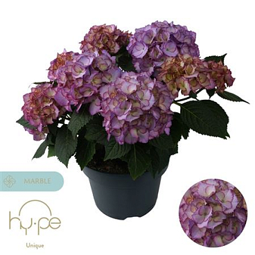 Hydrangea Ma Ave Blue 7+ (hy-pe)