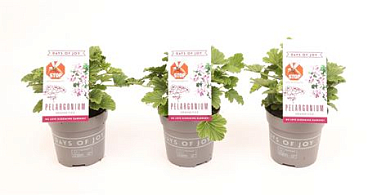 Pelargonium Orange Fizz Anti-mosquito