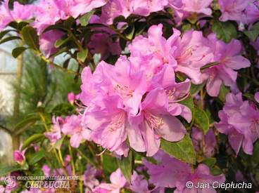 Рододендрон гибридный П. Дж. М. Элит