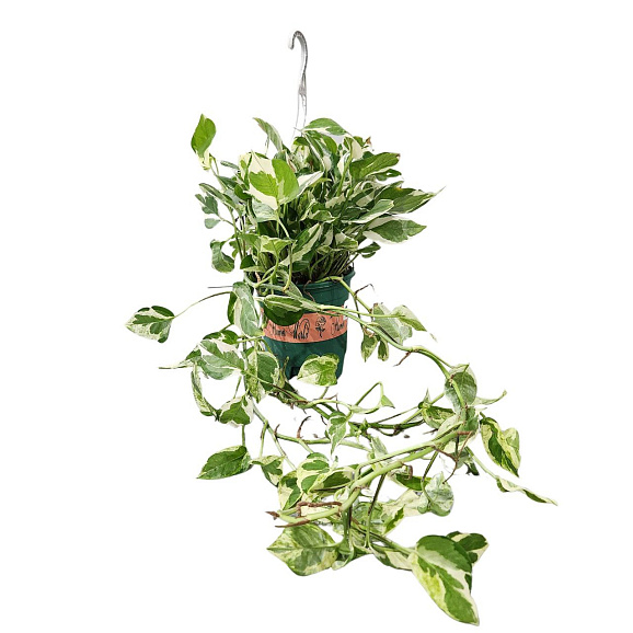 Эпипремнум Н Джой