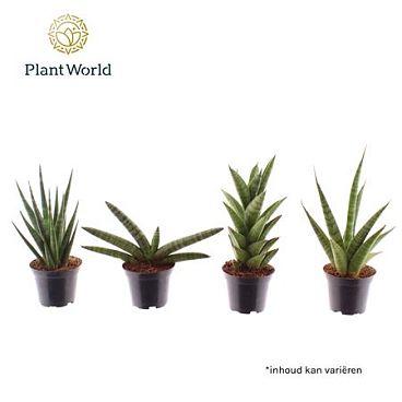 Sansevieria Mix Sonora (klein)