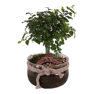 Bonsai Ball-shape Mixed In Vase With Rope
