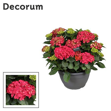 Hydrangea Ma Red 25+ (decorum)