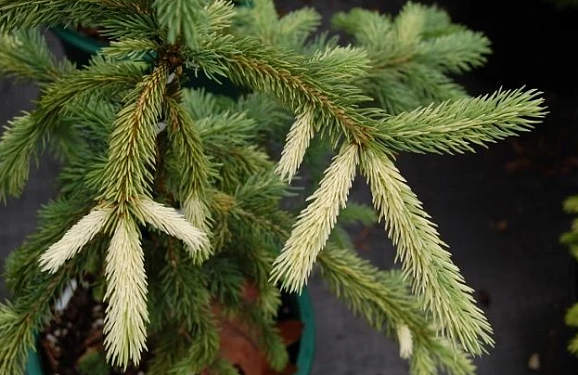 Ель канадская Дент