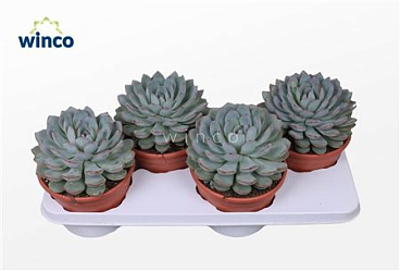 Echeveria Pink Edge.