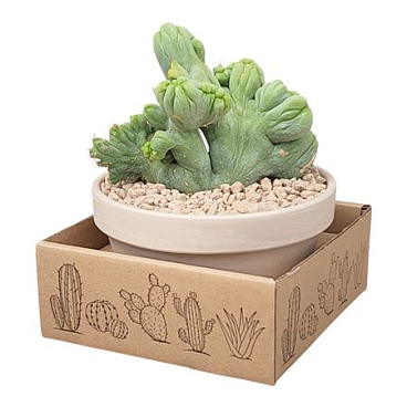 Trichocereus Bridgesii Crestato