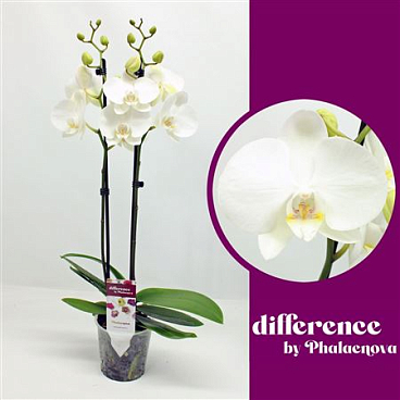 Phal 2st Izzy 14+ (phalaenova)