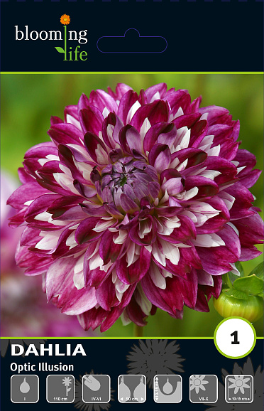 Георгина декоративная Оптик Иллюжн