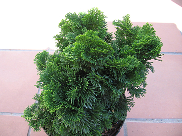 Кипарисовик туполистный Нана Грацилис