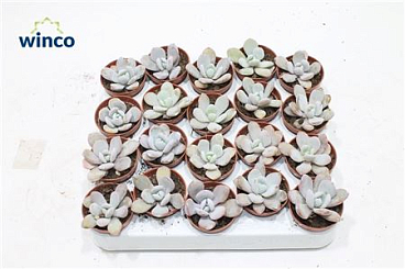 Echeveria Lauii