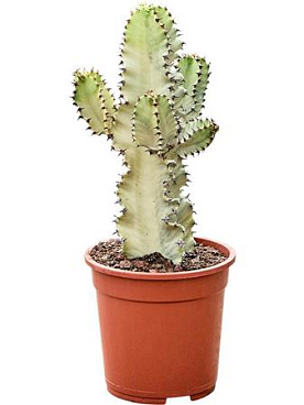 Euphorbia Ingens Marmorata