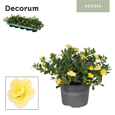 Calibrachoa Neo Double Lemon (decorum)
