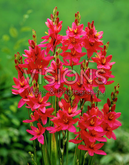 Иксия Венус