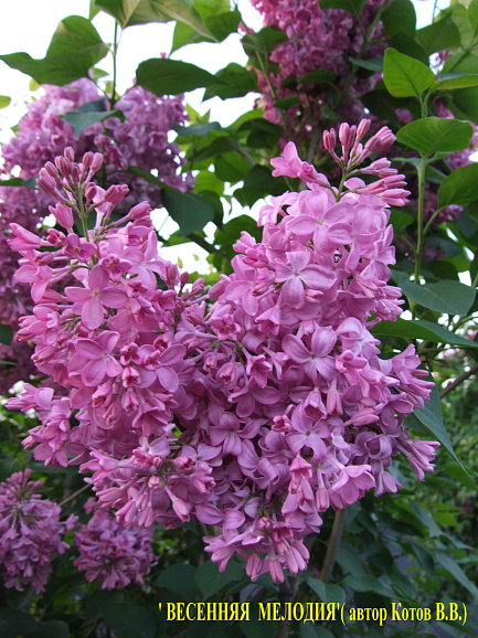 Сирень обыкновенная Весенняя Мелодия