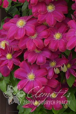 Клематис гибридный Хоши-Но-Фламенко