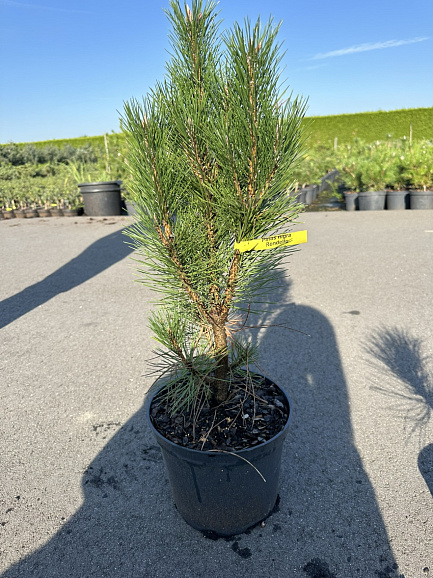 Сосна черная Ронделло