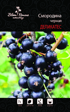 Смородина черная Деликатес