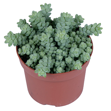 Очиток Буррито