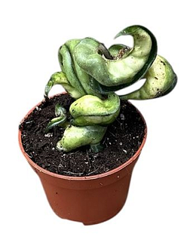 Hoya Compacta Mauna Loa