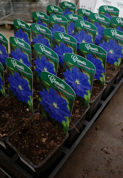 Клематис Микс голубой