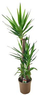 Yucca Elephantipes 90-45-20