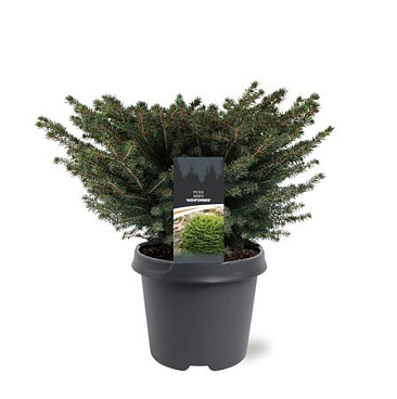 Picea Abies Nidiformis