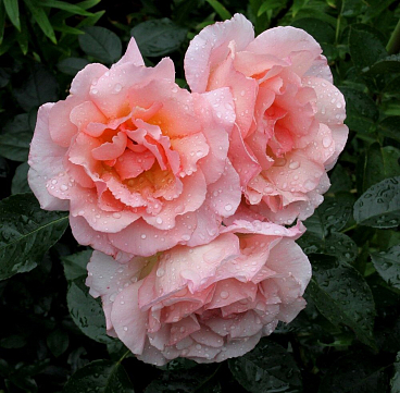 Роза плетистая Компэшн