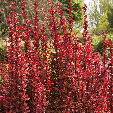Барбарис тунберга Ред Рокет в тубе