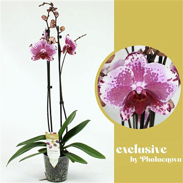 Phal 2st Veronika 14+ (phalaenova)