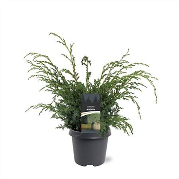 Juniperus Chin Blue Alps