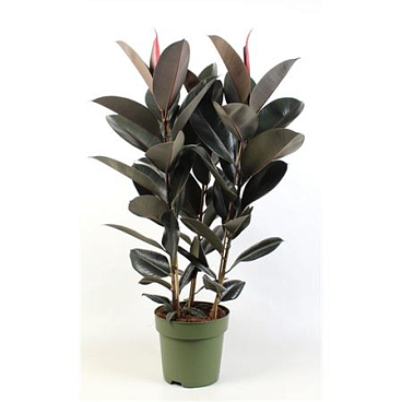 Ficus Elastica Abidjan