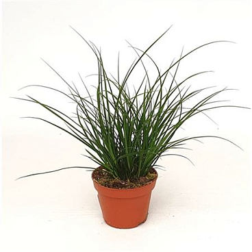 Carex Brunnea