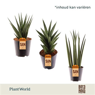 Sansevieria Mix Basic Mix