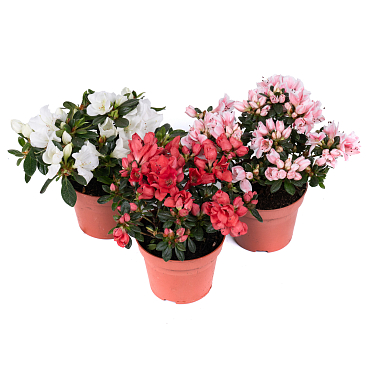 Азалия индика Микс