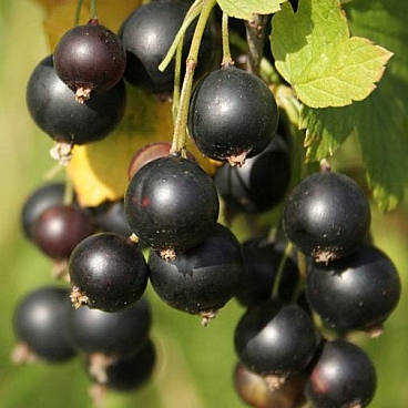 Смородина черная Селечинская в тубе