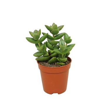 Crassula Perforata 'donker Groen' 5,5 Cm