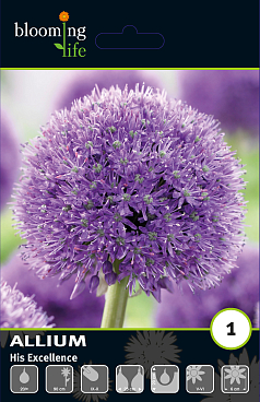 Аллиум Хис Экселенси