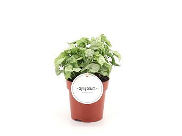 Syngonium White Butterfly