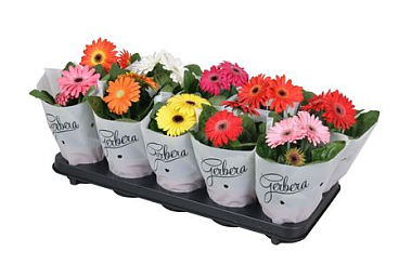 Gerbera Basic Mix In Frosted Sleeve 2+