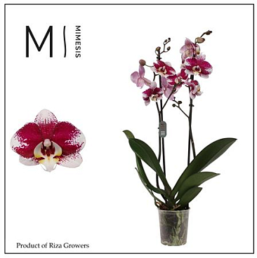 Phal 2st Barcelona 16+ (mimensis)