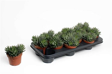 Haworthia Zebrina