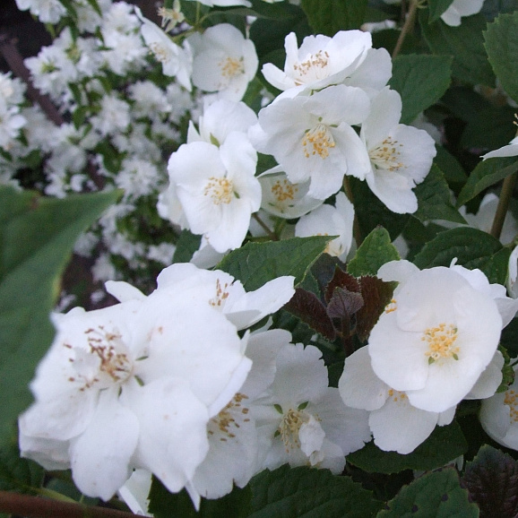 Чубушник Пионер